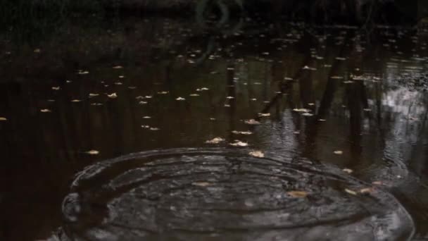 Ripples Într Lac Frunze Toamnă Mediu Shot — Videoclip de stoc