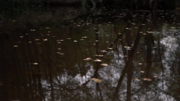 Caídas Hojas Otoño Superficie Del Lago Tiro Medio — Vídeos de Stock