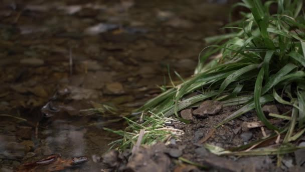Grass Grows Side Natural Stream Close Panning Shot — Vídeos de Stock