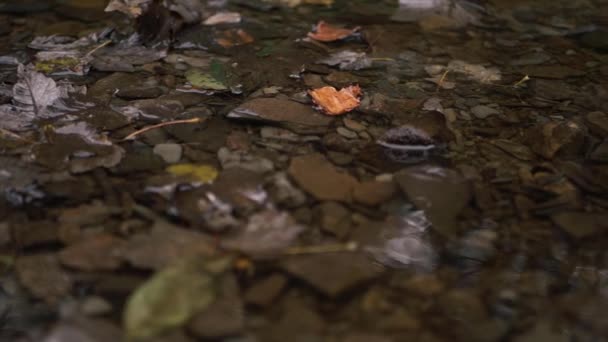 Natural Shallow Stream Water Flowing Rocks Pebbles Close Panning Shot — Stock Video