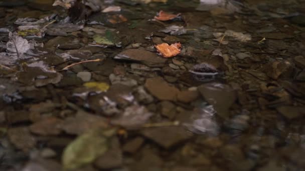 Natural Shallow Stream Water Flowing Rocks Pebbles Close Panning Shot — Stockvideo