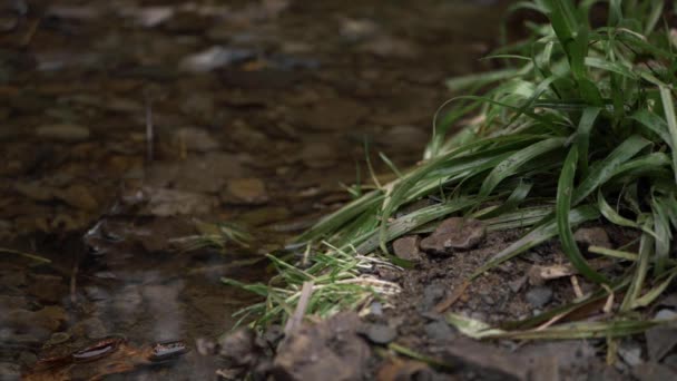 Grass Grows Side Natural Stream Close Shot — Vídeos de Stock