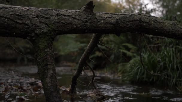 Natural Stream Fallen Tree Medium Panning Shot — Vídeo de stock