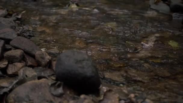 Natural Shallow Stream Water Flowing Rocks Pebbles Medium Shot — Stock video