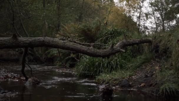 Natural Stream Fallen Tree Wide Tilting Shot — Vídeo de Stock