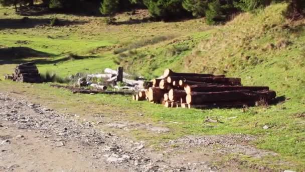 Купи Дерев Лежачі Трав Янистій Землі Горах Ятра Краюлуї Румунія — стокове відео