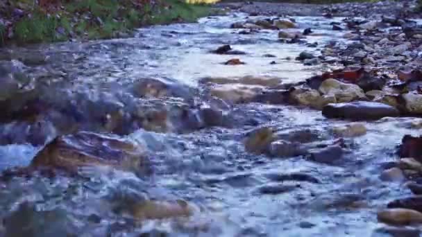 Stream Rocks Rushing Water Piatra Craiului Mountain Brasov County Romania — Stockvideo