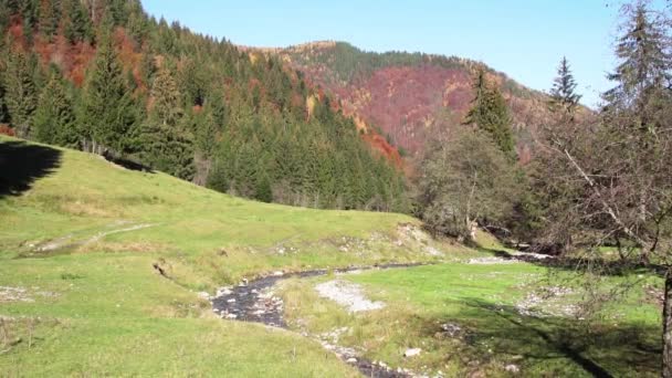 Dense Autumn Forest Mountain Small Flowing Stream Sunny Day Piatra — 비디오