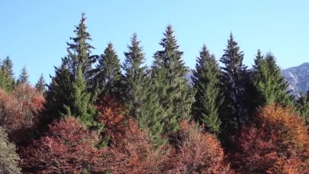 Belle Forêt Rouge Verte Par Les Montagnes Blanches Piatra Craiului — Video