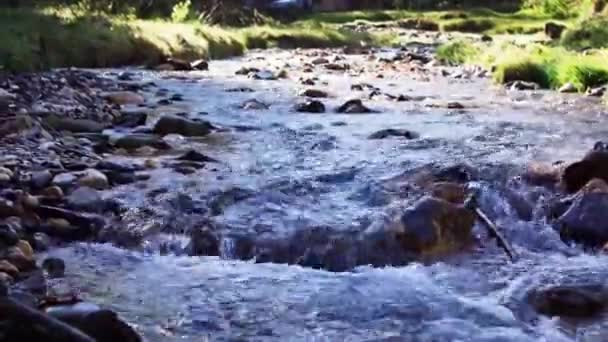 Rocky Flowing Stream Forest Park Piatra Craiului Mountain Brasov County — Stockvideo