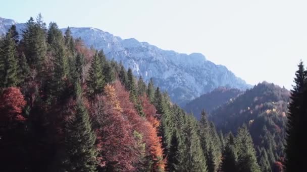 Autumn Foliage Mountainous Forest Terrain Piatra Craiului Mountains Brasov County — Stockvideo