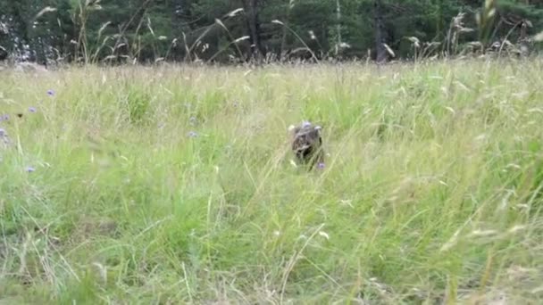 Siyah Yavru Köpek Ağır Çekimde Uzun Yeşil Çimlerde Koşuyor — Stok video