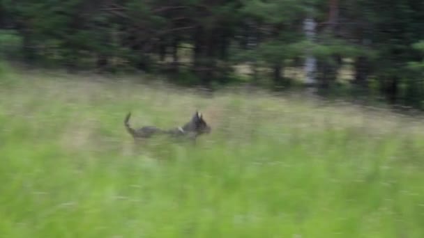 Rottweiler Loopt Door Hoog Gras Springen Gelukkige Hond — Stockvideo