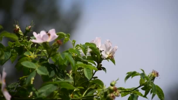 Бджола Літає Від Квітки Квітки Весняний Сонячний День — стокове відео