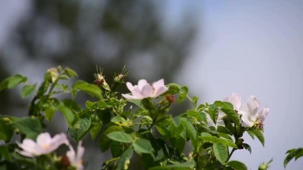 Bee Spring Tree Flower Sunny Bright Day — Vídeos de Stock