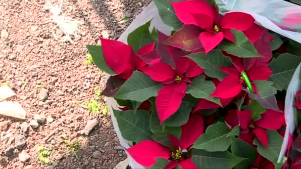 Right Paning Mexican Christmas Plant Called Nochebuena Spanish — ストック動画