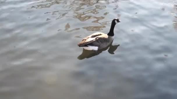 Close Canadian Goose Swimming Calmly Pond Tracking Shot — Vídeo de stock