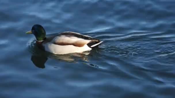 Handheld Shot Male Mallard Swimming Pond — 비디오