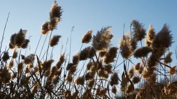 Lage Hoek Statisch Schot Van Pluim Gras Zwaaien Wind Gouden — Stockvideo