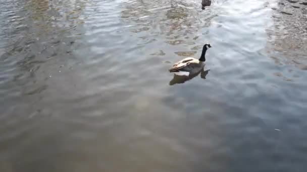 Canadian Goose Female Mallard Swimming Pond Gimbal Shot — Stok Video