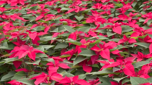 Close Bunch Red Christmas Plant Called Nochebuena Possentia Plant — 图库视频影像