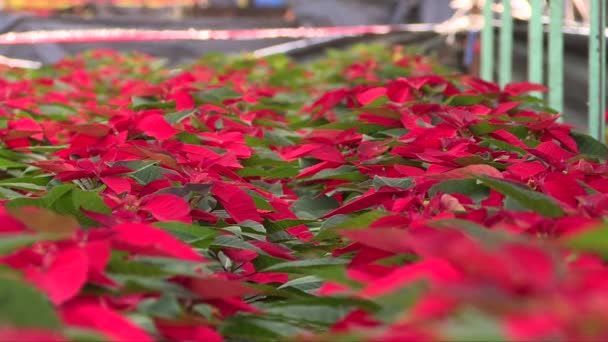 Close Bunch Red Christmas Plant Called Nochebuena Possentia Plant — Stockvideo