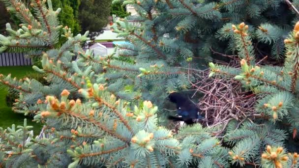 Close Shot Magpie Poking Bird Nest Nest Seen Blue Spruce — Stock Video