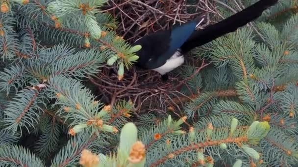 Close Shot Magpie Sitting Its Bird Nest Nest Seen Blue — Vídeo de stock