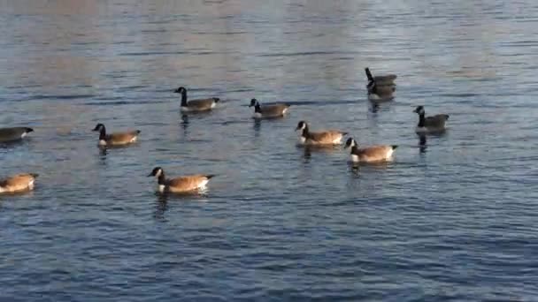 Canadian Goose Flock Swimming Pond Gimbal Shot — Stok Video