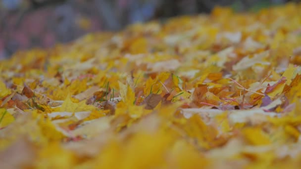 Beautiful Fall Colors Gold Yellow Trees Drop Leafs Ground Wind — Vídeo de stock