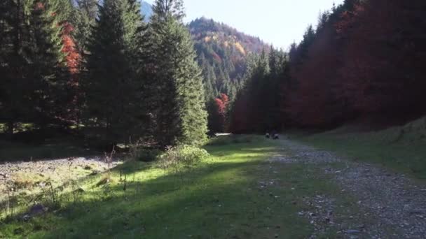 Sendero Piatra Craiului Montañas Con Exuberantes Árboles Coníferas Brasov Rumania — Vídeo de stock