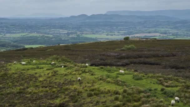 Time Lapse Rural Agricultural Nature Landscape Day Ireland — Video