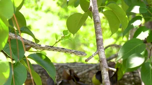 Oak Snake Hanging Branches Getting Ready Cross Limbs — ストック動画