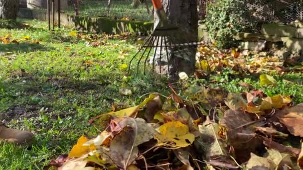 Raking Dry Leaves Grassy Ground Park Sunny Morning Close — Stock video