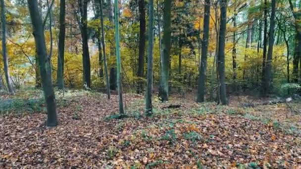 Walking Forest Autumn Leaves Falling Daytime Handheld Shot — Αρχείο Βίντεο