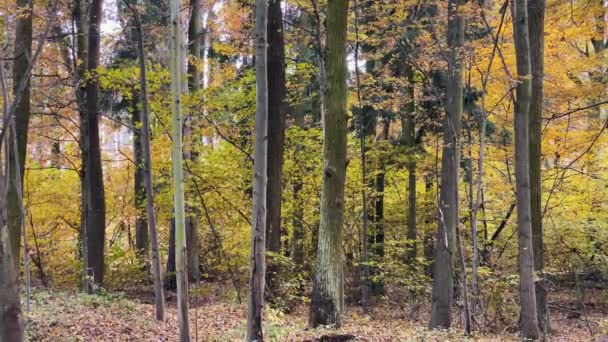 Leaves Falling Trees Forest Autumn Medium Shot — Αρχείο Βίντεο