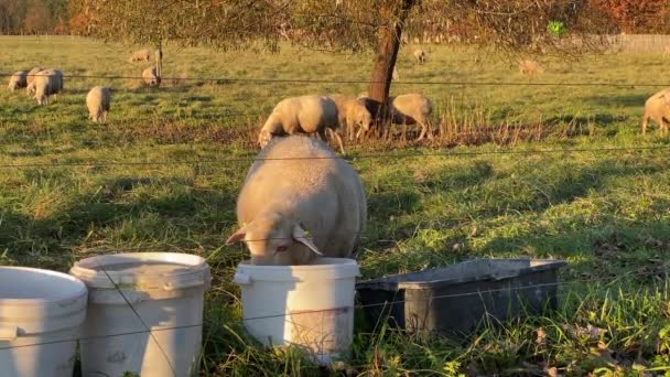 Herd Sheep Feeding Green Pasture Morning Full Shot — Stock video