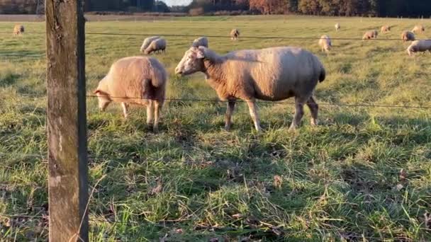 Flock Sheep Grazing Walking Farm Sunny Morning Panning Shot — Stockvideo