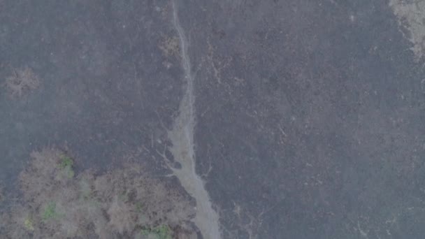 Aerial Pantanal Biome Fires Everything Black Burnt — 图库视频影像