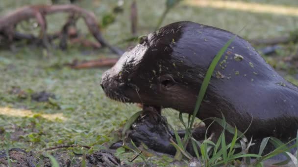 River Otter Holding Eating Fish — Videoclip de stoc