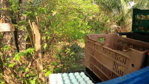 Capuchin Monkey Stealing Egg Tray — Stock Video
