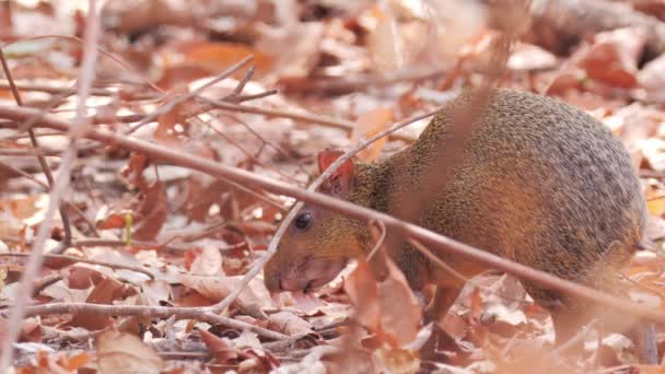 Agouti Eating Seeds Pantanal Drought Season — Stok video