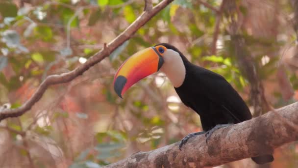 Beautiful Toucan Pantanal Drought Wildfires — Wideo stockowe