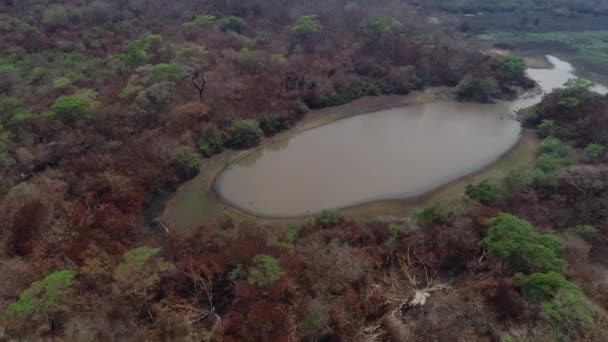 Aerial Pantanal Fires Dead Forest Drought Lake Middle — ストック動画