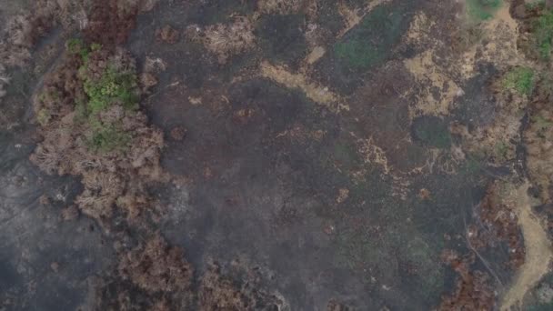 Aaerial Drone Shot Burnt Forest Pantanal Black Ash — Stok video