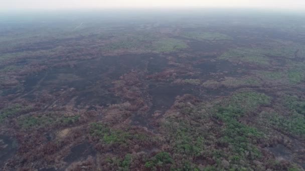Burnt Black Landscape Aerial Shot Brazil Wildfire Country — Stockvideo