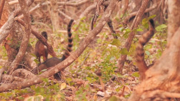 Group Coatis Showing Its Beautiful Striped Tails — Stockvideo