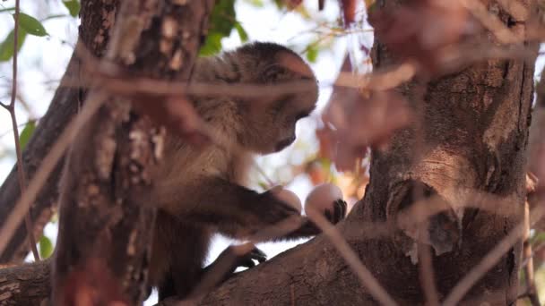 Capuchin Monkey Holding Two Eggs Leaving — Video Stock