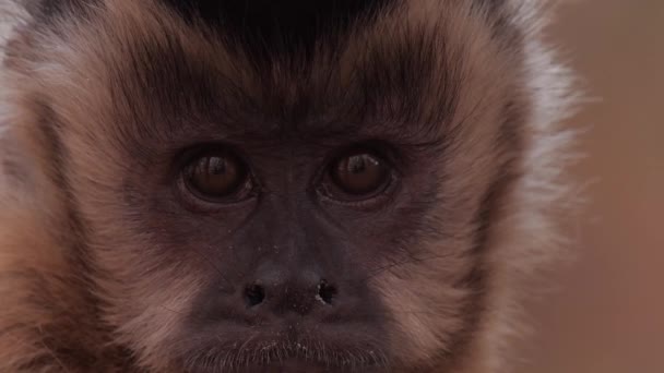 Monkey Closeup Looking Leaving — Vídeo de Stock