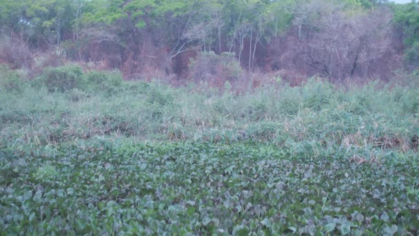 Young Jaguar Walking Bush Pantanal Its Mother — Stockvideo
